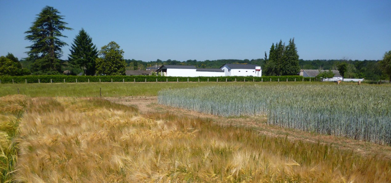 Producción vegetal y agricultura sostenible